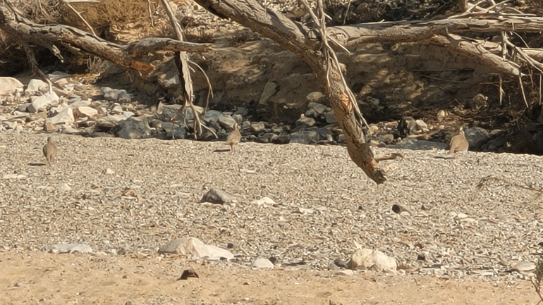 אירוס הגלבוע  צולם על ידי גיל עברון 