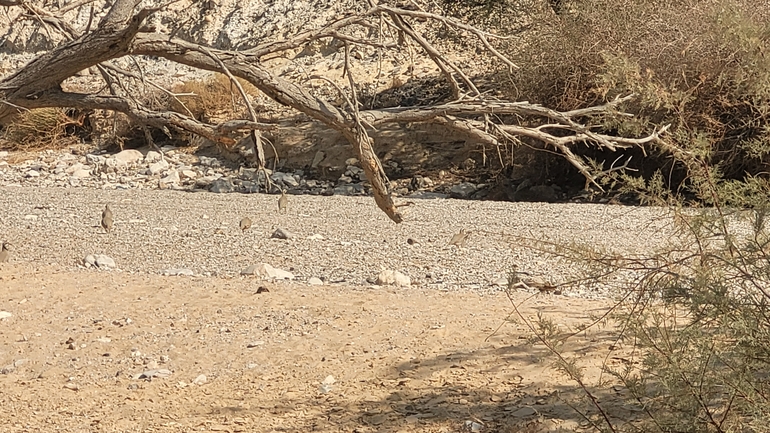 אירוס הגלבוע  צולם על ידי גיל עברון 