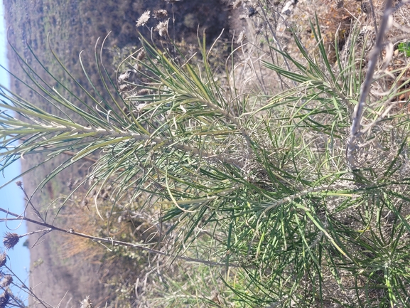 Reater Chamaepeuce, Shrubby Ptilostemon  photographed by שי קורן 