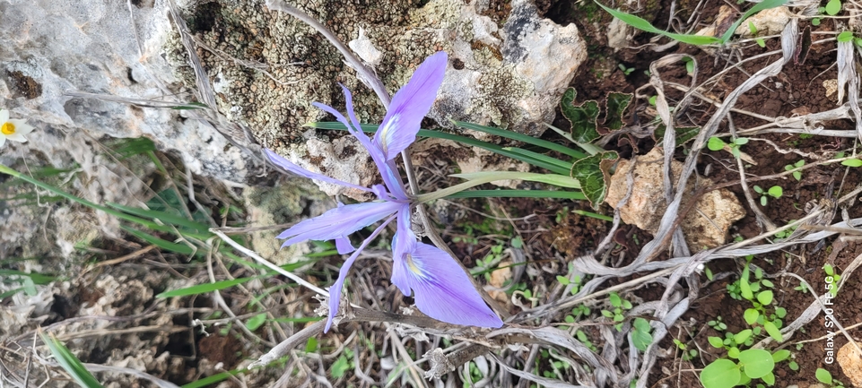 Vartan's Iris  photographed by אייל כהן 