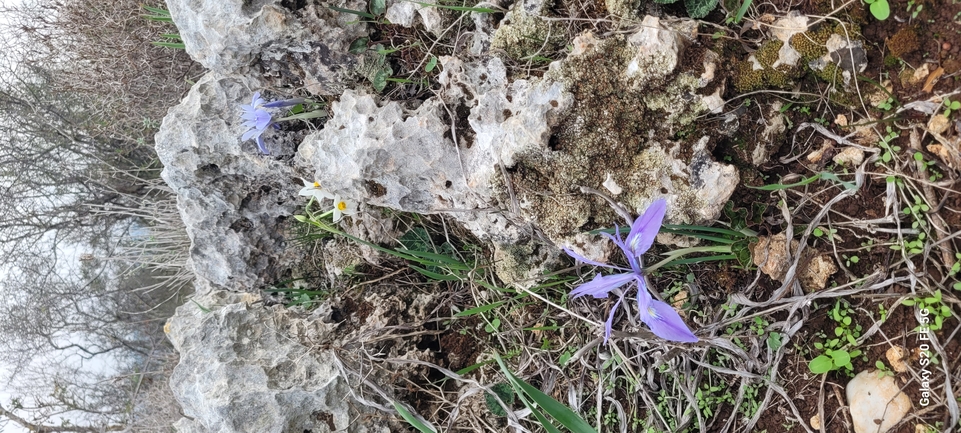 Vartan's Iris  photographed by אייל כהן 