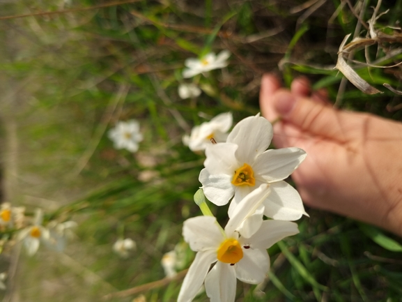 Late Flowering Narcissus  photographed by lowramati@tauex.tau.ac.il 