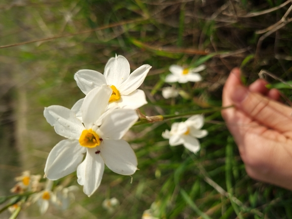 Late Flowering Narcissus  photographed by lowramati@tauex.tau.ac.il 