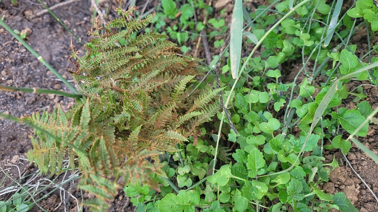 Eastern Marsh Fern, Marsh Buckler Fern  photographed by yifatdav@npa.org.il 