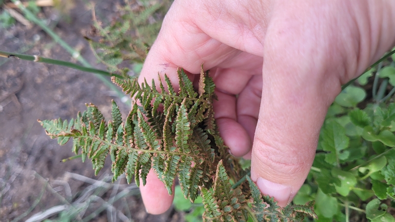 Eastern Marsh Fern, Marsh Buckler Fern  photographed by yifatdav@npa.org.il 