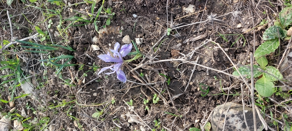 Vartan's Iris  photographed by עופרה פרידמן 