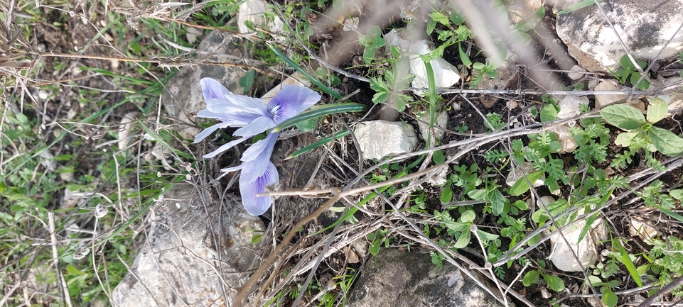 Vartan's Iris  photographed by עופרה פרידמן 