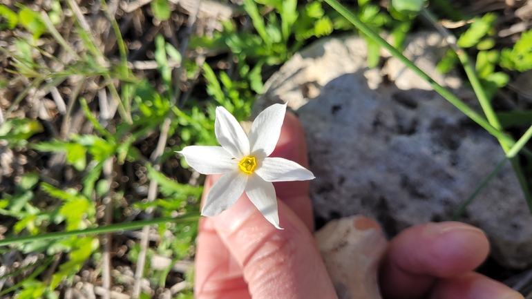 Late Flowering Narcissus  