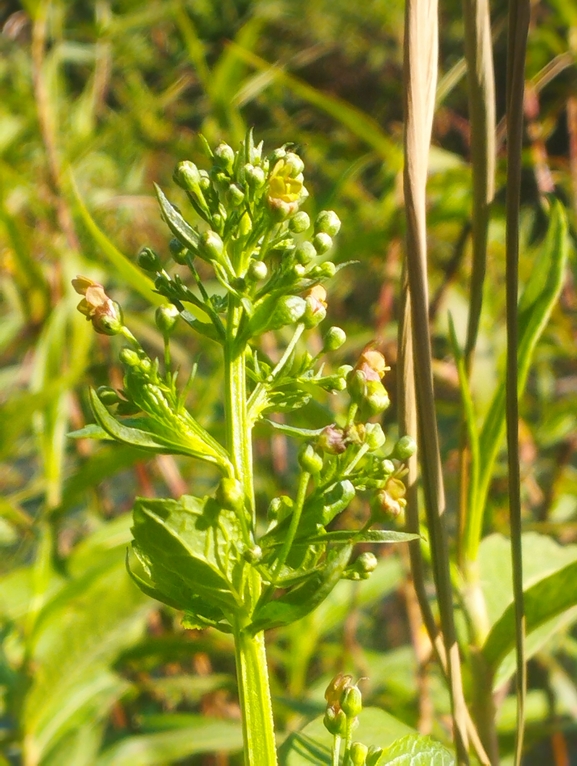 Large-leaved Figwort  