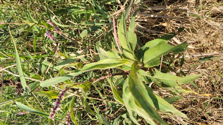 Tapertip Smartweed, Bishkathali  photographed by yifatdav@npa.org.il 