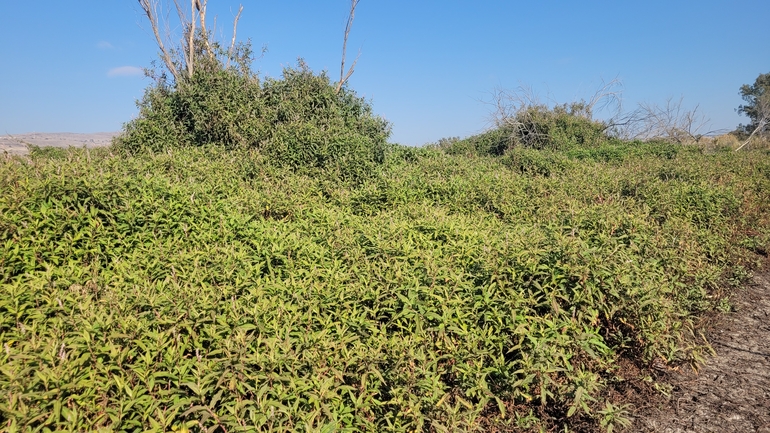 Tapertip Smartweed, Bishkathali  photographed by yifatdav@npa.org.il 