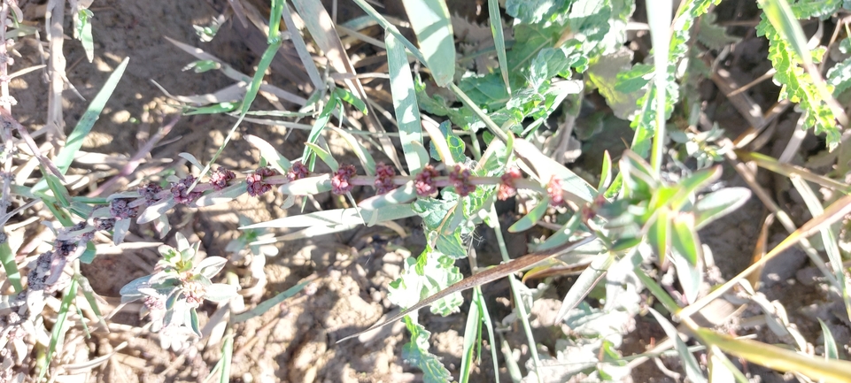 Redstem Toothcup, Eared Redstem  photographed by עופרה פרידמן 