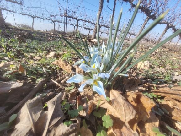 Vartan's Iris  photographed by יהודה שר שלום 