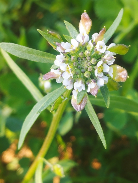 Libyan Lobularia  