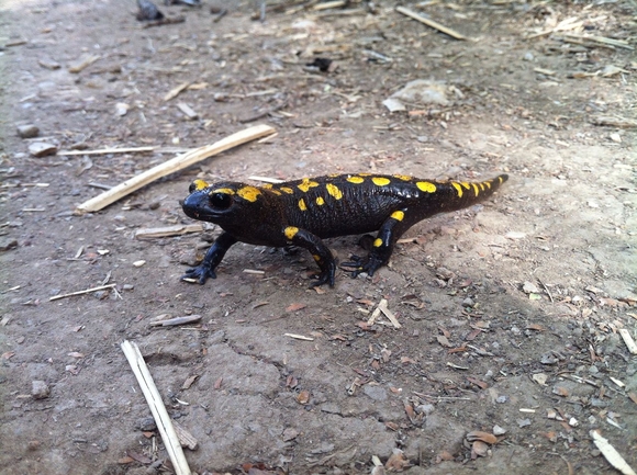 Salamandra infraimmaculata  