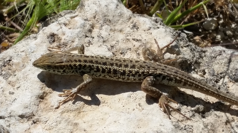 Ophisops elegans ehrenbergii  