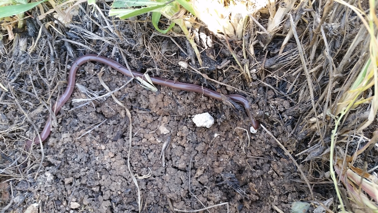 Typhlops vermicularis  