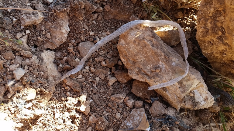 זעמן מטבעות  