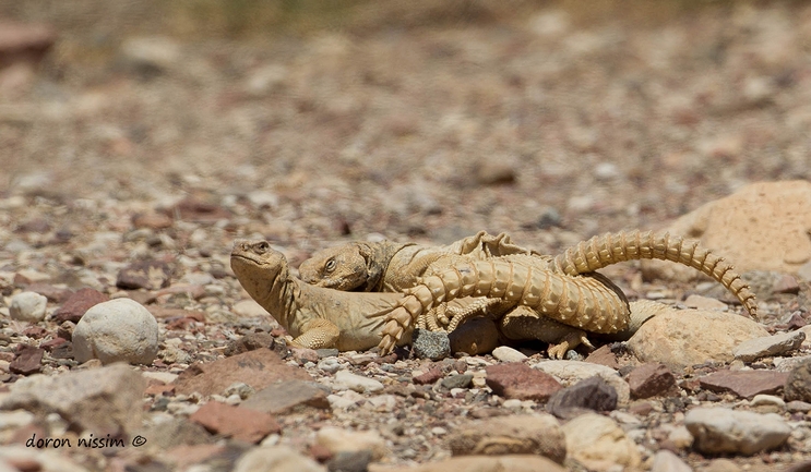 Dabb Lizard  photographed by דורון ניסים 