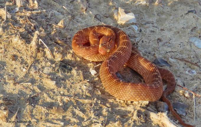 Telescopus dhara  photographed by דורון ניסים 