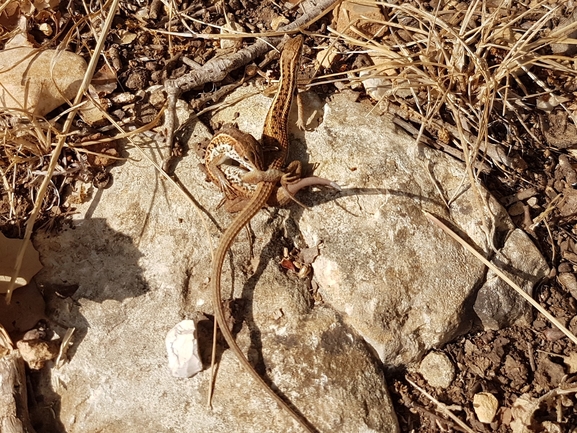 Ophisops elegans ehrenbergii  