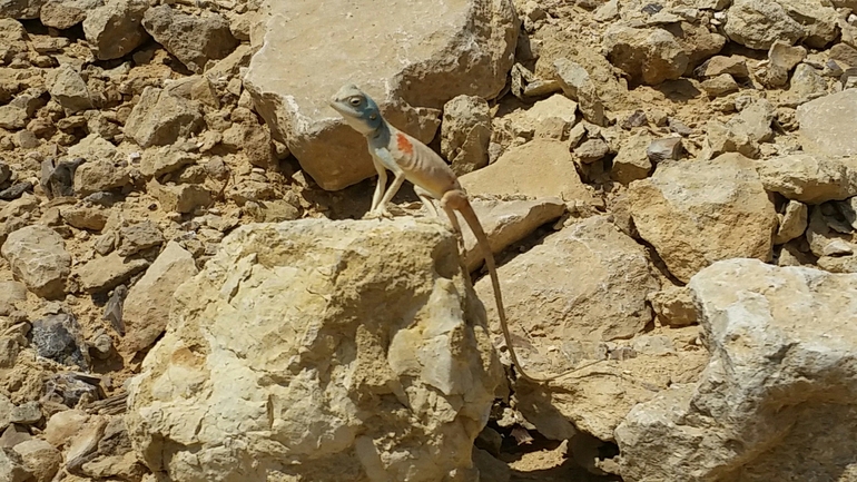 חרדון סיני  צולם על ידי דורון ניסים 