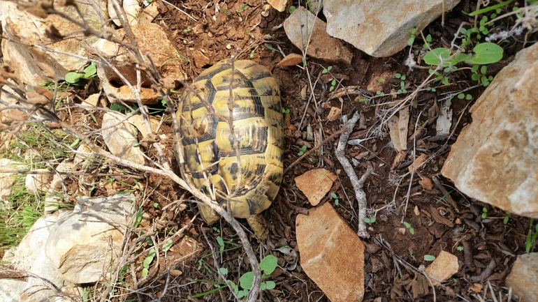 Testudo graeca  photographed by אלי סלייפצביץ 