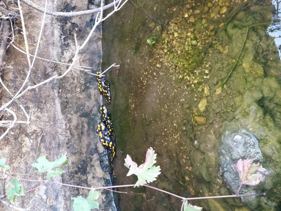 Salamandra infraimmaculata  photographed by תומר אשד 