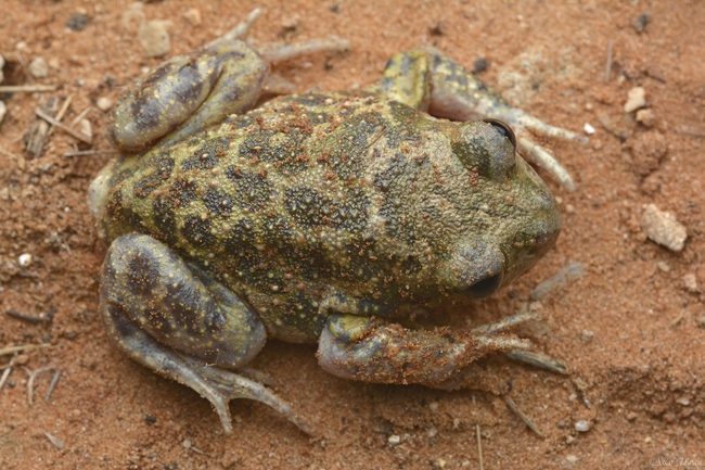 Pelobates syriacus syriacus  photographed by אסף אוזן 