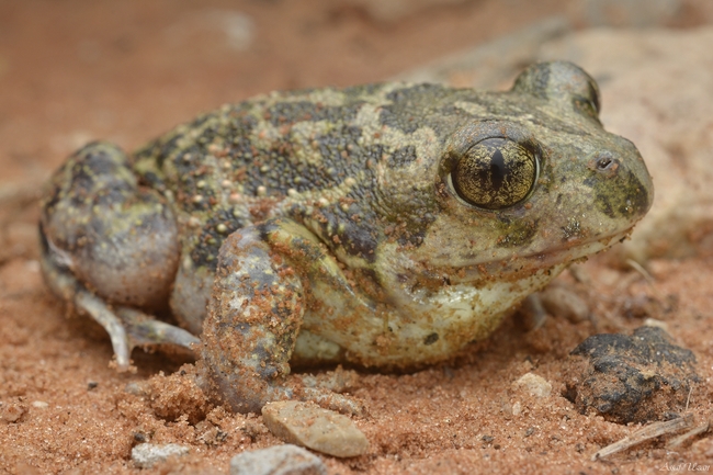 Pelobates syriacus syriacus  photographed by אסף אוזן 