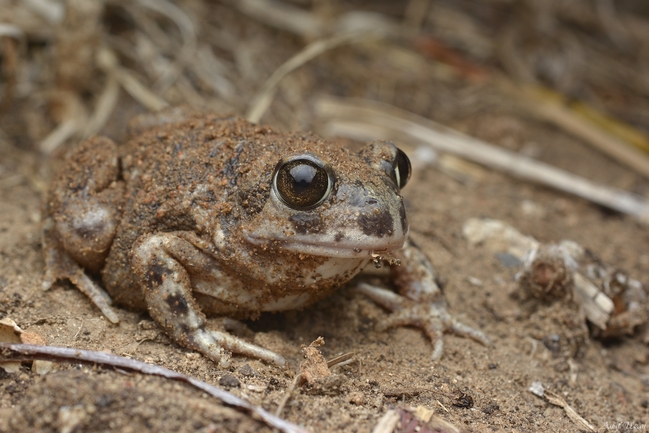 Pelobates syriacus syriacus  photographed by אסף אוזן 