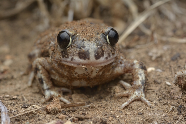 Pelobates syriacus syriacus  photographed by אסף אוזן 