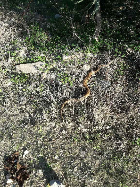 Vipera palaestinae  photographed by סיון מרדוק 