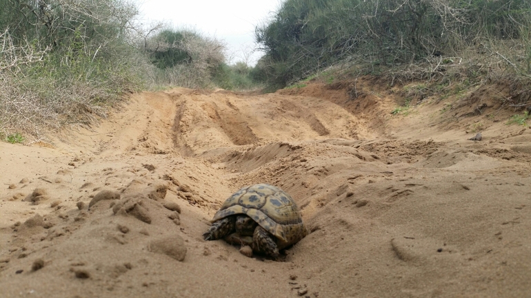 Testudo graeca  photographed by סיון מרדוק 