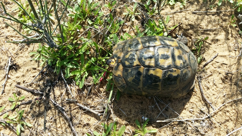 Testudo graeca  photographed by סיון מרדוק 