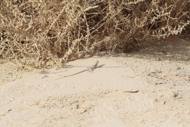 Acanthodactylus opheodurus  photographed by Dotan Rotem 