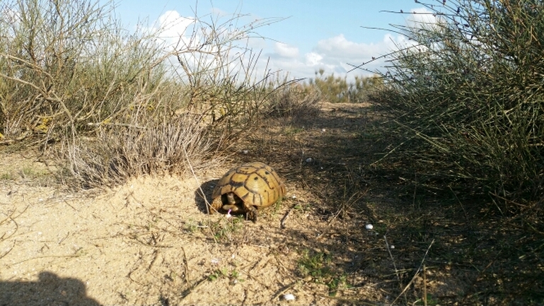 Testudo graeca  photographed by סיון מרדוק 