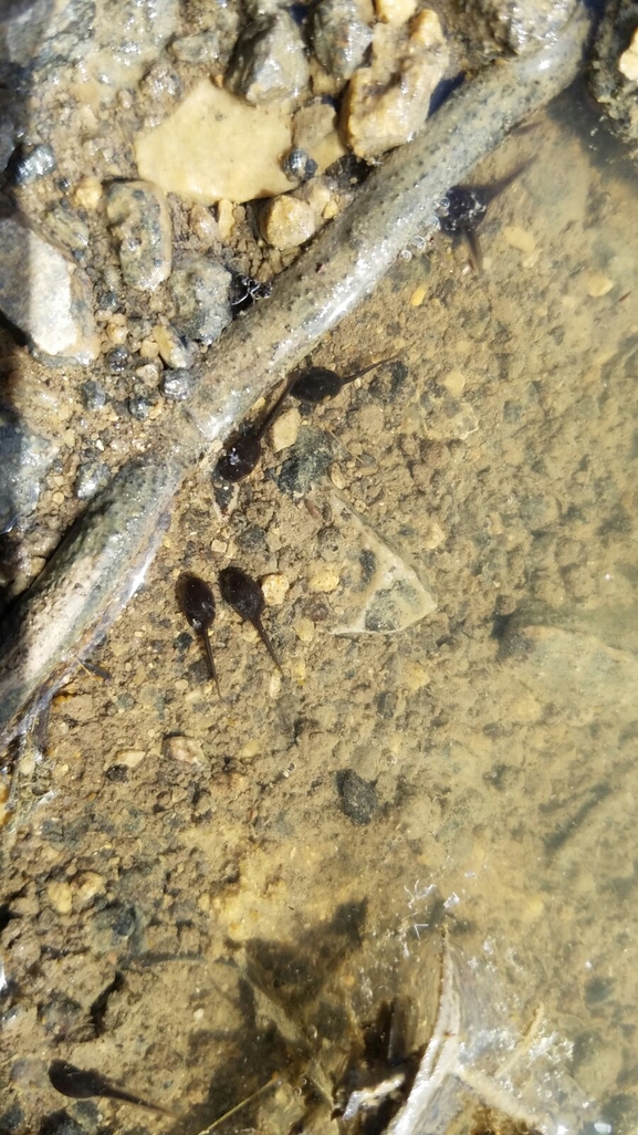 Bufo viridis  photographed by סיון מרדוק 