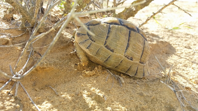 Testudo kleinmanni  photographed by udic@npa.org.il 