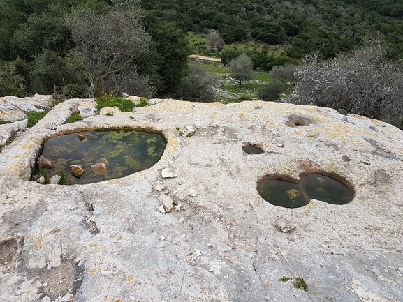 סלמנדרה מצויה  צולם על ידי טליה אורון 