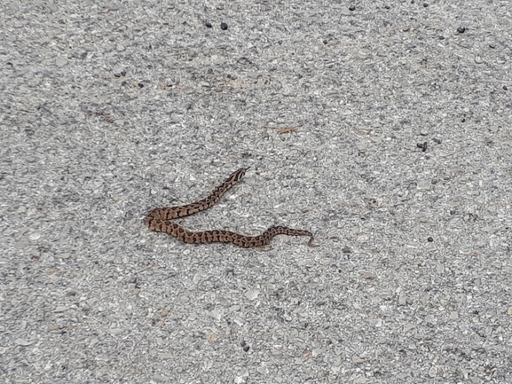 Vipera palaestinae  photographed by רז נחתומי  