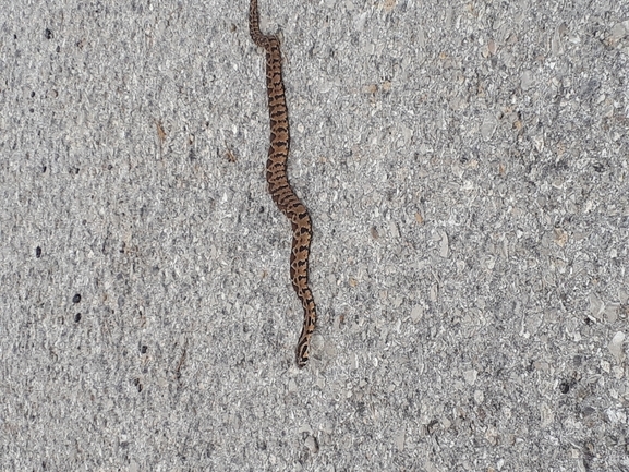 Vipera palaestinae  photographed by רז נחתומי  