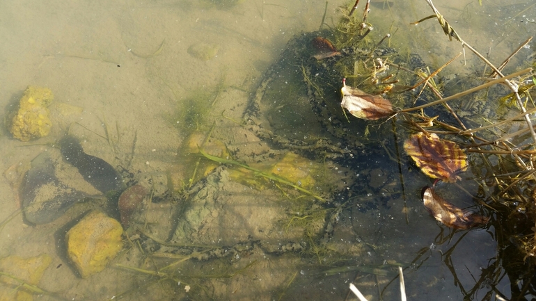 Bufo viridis  photographed by אריאל קדם 