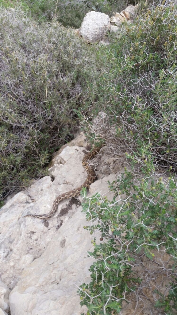 Vipera palaestinae  photographed by אריאל קדם 