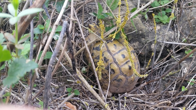 Testudo graeca  photographed by איתי לחמי 