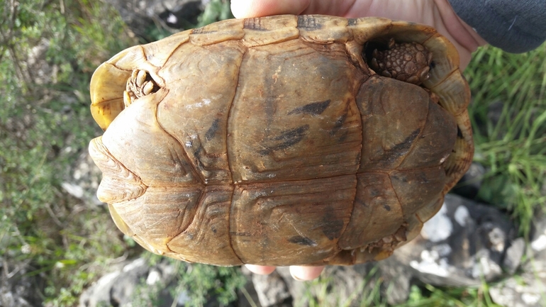 Testudo graeca  photographed by דניאל ג'ינו 