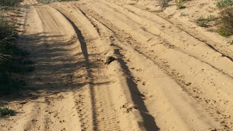 Testudo graeca  photographed by סיון מרדוק 