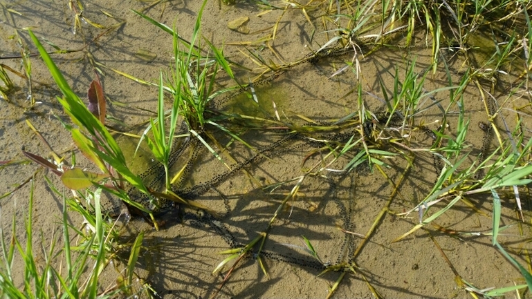 Bufo viridis  photographed by אריאל קדם 