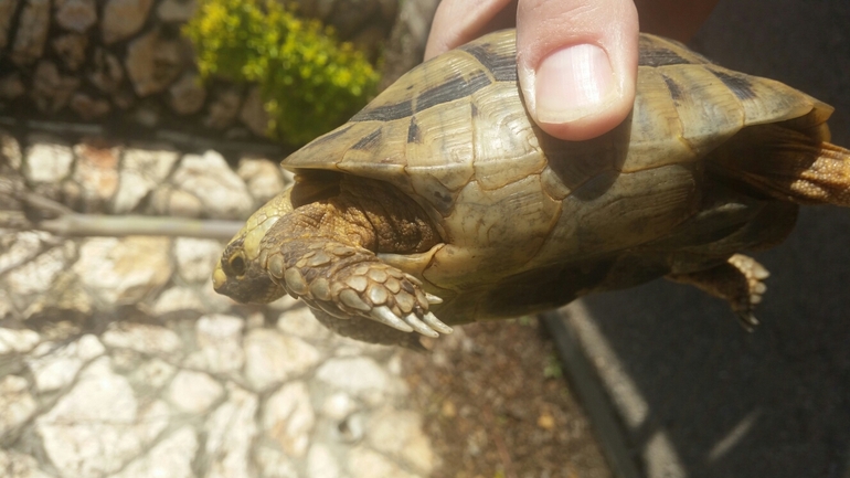 Testudo graeca  photographed by דניאל ג'ינו 