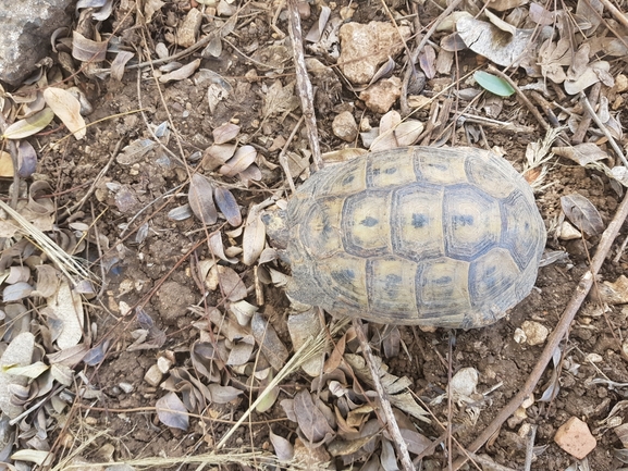 Testudo graeca  photographed by עופר שנער 